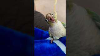 Training Your Baby Green Cheek Conure GreenCheekConure BirdTrainingPetBirdCareParrotTips birds [upl. by Acinomad]