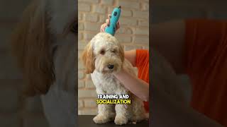 Labradoodle  Watch This Before Getting One 🚨 shorts [upl. by Savvas]