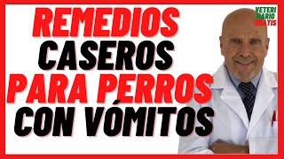 🔴 Remedios Caseros y Naturales para perros con vómitos 🔴¿Cómo curar el vómito en perros [upl. by Nero]