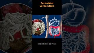 Así es Enterobius vermicularis OXIURO laboratorioclinico parasitos ciencia [upl. by Winifred613]