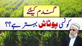 Which form of potash is better for Wheat crop  Crop Reformer [upl. by Arica534]