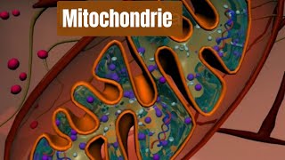 mitochondrie phosphorylation oxydative شرح بالدارجة 🔥 [upl. by Acireit]