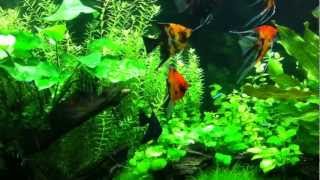 Planted Tank Koi Angelfish amp Tetras [upl. by Lydon209]