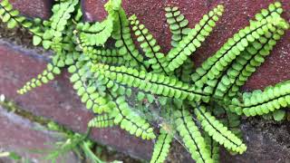 Steenbreekvaren Asplenium trichomanes  20180518 [upl. by Tamberg723]