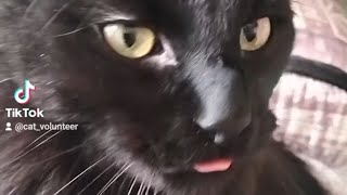 Funny cat compilation 1 [upl. by Lada]