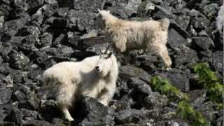 Mountain Goats in Bella Coola [upl. by Alhsa552]