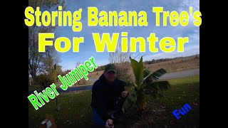 Storing Banana Trees For The Winter River Jumper 32 [upl. by Schroder]