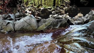 BEAUTIFUL BABBLING BROOK TRICKLING WATER SOOTHING BIRD SOUNDS IN FOREST RELAX SLEEP MEDITATION [upl. by Landel967]