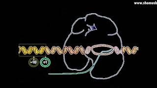 Transcription animation  DNA transcription initiation elongation and termination [upl. by Enrobyalc]