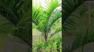 Palm oil farminghttpsyoutubecomcultivation1siNqSUZ3OpkxaWuutq [upl. by Lemaceon255]