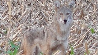 Ten 10 Best Coyote Hunting Clips [upl. by Salazar]