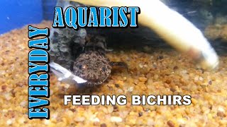 Feeding Bichir Fish [upl. by Hicks]