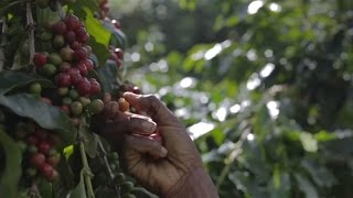 Tanna Island Vanuatu Coffee Industry [upl. by Nottus550]