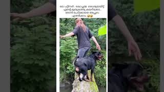 Watch Full Video 👆 for more 🥰🥰 funny cat comedy malayalam malaylamcomedy pets keralanews [upl. by Kappenne]