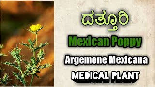 ದತ್ತೂರಿ Mexican Poppy Argemone Mexicana [upl. by Itin]