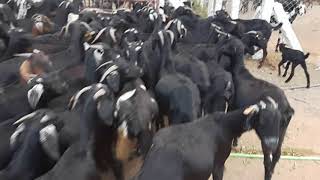 avanthika goat farmgoat farming in telangananizamabad [upl. by Bolger167]