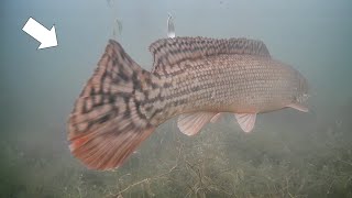 Rare Fish Sighting Ice Fishing Early Ice Multi Species [upl. by Delwin]