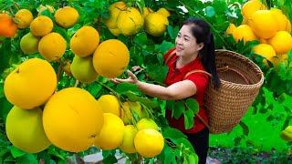 Harvesting Diospyros Decandra Fruit amp Goes To Market Sell  Gardening And Cooking  Lý Tiểu Vân [upl. by Ahsitel]