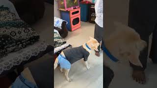 ये क्या हो गया  vlog shorts dog 😀😀😀😀 [upl. by Hughett55]