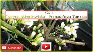 🍋😉220 Cz1 2017Cytrusy Cytryny skierniewickie  Pomarańcza Tarocco Belladonna [upl. by Bohun]