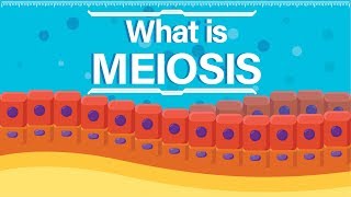 What is Meiosis  Animated Explanation [upl. by Dickinson]