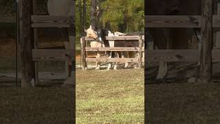 2 girl horse getting to know each other animals horselover [upl. by Pax]