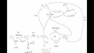 Oxidative Burst and ROS [upl. by Tereve817]