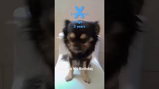 My Dog Birthday to today mydogstraykids [upl. by Margit60]