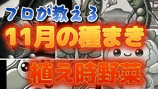 11月の種まき野菜 農家が教える初心者でもできる育てれる簡単なお野菜 [upl. by Anyg]