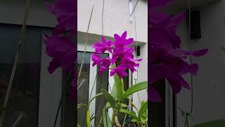 Orchidées en Algarve  Guarianthes cattleya Bowringiana [upl. by Natam]