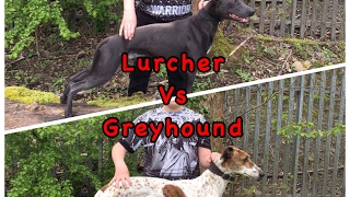 Greyhound Vs Lurcher who is faster a greyhound or Lurcher fastest dogs in the world top 10 dogs [upl. by Noremmac]