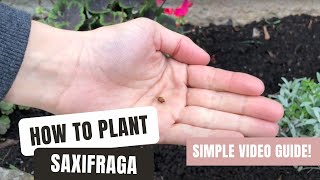 Planting Saxifraga  An EasyToFollow Video Guide [upl. by Ahsenac]