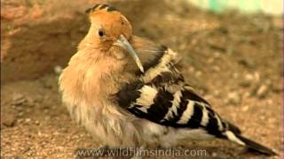 Hoopoe Bird [upl. by Dorkus]