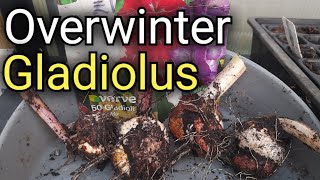 How to Overwinter Gladiolus  Gladioli winter Storage [upl. by Welford465]