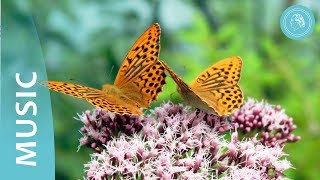 Dance of the Butterfly  Music and Nature Photos  by Bruno Gröning Friends [upl. by Sauls626]