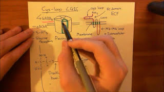 The GABAA Receptors and the Benzodiazepines Part 3 [upl. by Ugo]