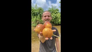 Vibrant Granadilla Fruit [upl. by Filberto568]