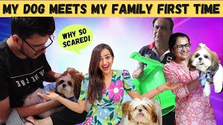 MY DOG meets my FAMILY for FIRST TIME CRAZY REACTIONS [upl. by Elwina]