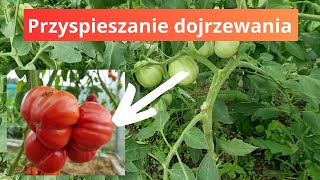 Przyspieszanie dojrzewania pomidorów możliwe [upl. by Thebault165]