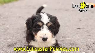 Playful Mini Bernedoodle Puppies [upl. by Eniamzaj319]