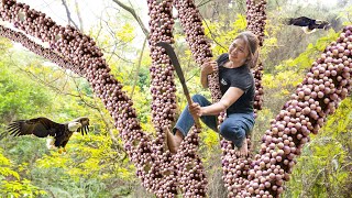 Harvest Wild Eggplant  The Fruit Growing On The Tree Trunk Is Very Scary Go to the market to sell [upl. by Nnylyahs]