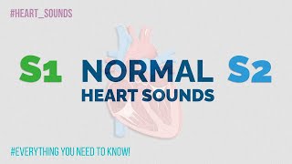 S1 S2 and splitting of S2  Normal Heart Sounds [upl. by Nnylirret391]