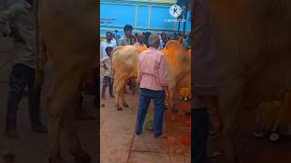 Sri Parvathi Jadala RamalingeswaraSwamy 🙏🙏🙏 Cheruvgattu Nalgonda teluguviralvideo shortvideo [upl. by Burta]