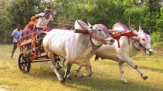 Racing bulls of Sanjay Chougule Muthugao [upl. by Allissa994]