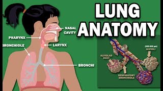 ANATOMY OF THE LUNGS [upl. by Sheelah764]