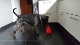 Standard Schnauzer Jazz playing with his Wobbler by Kong [upl. by Uaeb]