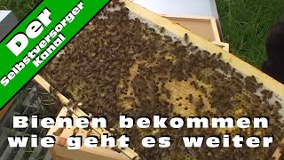 Bienen bekommen wie geht es weiter [upl. by Akenahc]