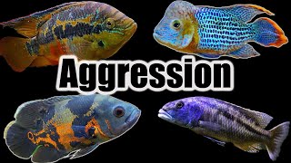 How to Manage Cichlid Aggression [upl. by Hgielar73]