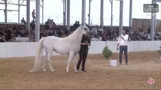 N112 KARIMA AL QASEM  Egyptian Event Israel 2023  Mares 9  12 Years Old Class 14 [upl. by Elohcin]