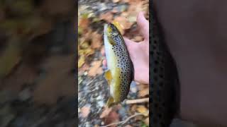 Brown trout on the trout magnet [upl. by Cotterell]